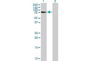 Western Blot analysis of ACBD3 expression in transfected 293T cell line by ACBD3 MaxPab polyclonal antibody. (ACBD3 antibody  (AA 1-528))