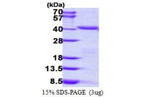 SDS-PAGE (SDS) image for Peroxisomal Biogenesis Factor 19 (PEX19) (AA 1-296) protein (His tag) (ABIN667549) (PEX19 Protein (AA 1-296) (His tag))