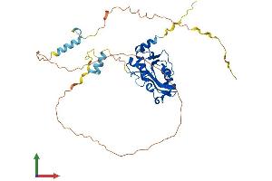 AlphaFold protein structure predicition of Human Recombinant REXO4 Protein, UniprotID Q9GZR2 (REXO4 Protein (AA 1-422) (His tag))