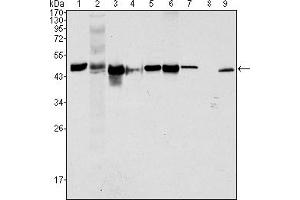 Western blot analysis using CK18 mouse mAb against Hela (1), NIH/3T3 (2), A549 (3), Jurkat (4), MCF-7(5), HepG2 (6), A431 (7), HEK293 (8) and K562 (9) cell lysate.