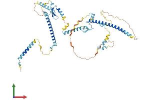 AlphaFold protein structure predicition of Human Recombinant CCDC174 Protein, UniprotID Q6PII3 (CCDC174 Protein (AA 1-467) (His tag))