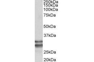 Western Blotting (WB) image for anti-Kruppel-Like Factor 13 (KLF13) (Internal Region) antibody (ABIN2465028) (KLF13 antibody  (Internal Region))