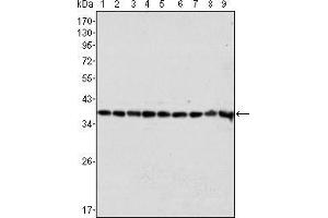 Western blot analysis using GAPDH mouse mAb against Hela (1), A549 (2), A431 (3), MCF-7 (4), K562 (5), Jurkat (6), HL60 (7), SKN-SH (8) and SKBR-3 (9) cell lysate. (GAPDH antibody)