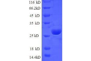 SDS-PAGE (SDS) image for Human IgG isotype control (ABIN1045105)