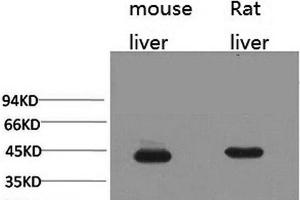 Western Blot analysis of 1) Mouse liver, 2) Rat liver with HAO1 Monoclonal Antibody. (HAO1 antibody)