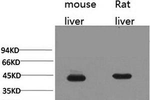 HAO1 antibody