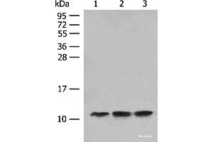 ATP5L antibody