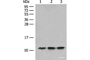 Western blot analysis of Human fetal liver tissue Hela cell HEPG2 cell lysates using ATP5L Polyclonal Antibody at dilution of 1:500 (ATP5L antibody)