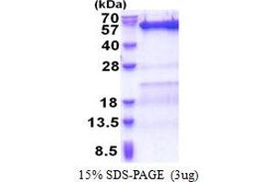 SDS-PAGE (SDS) image for Vacuolar Protein Sorting 4 Homolog B (vps4b) (AA 1-444) protein (His tag) (ABIN5853272) (VPS4B Protein (AA 1-444) (His tag))