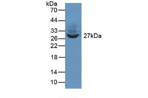 Figure. (TWF1 antibody  (AA 1-252))