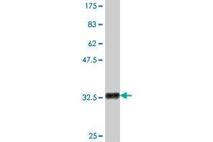 Western Blot detection against Immunogen (33. (CCL3 antibody  (AA 24-92))
