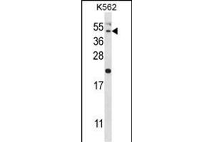 HAVCR1 Antibody (N-term) (ABIN657951 and ABIN2846896) western blot analysis in K562 cell line lysates (35 μg/lane). (HAVCR1 antibody  (N-Term))