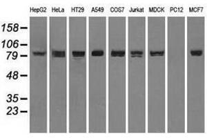 Image no. 6 for anti-Signal Transducer and Activator of Transcription 1, 91kDa (STAT1) antibody (ABIN1501169)
