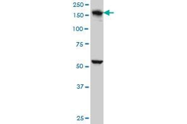EEA1 anticorps  (AA 1312-1411)