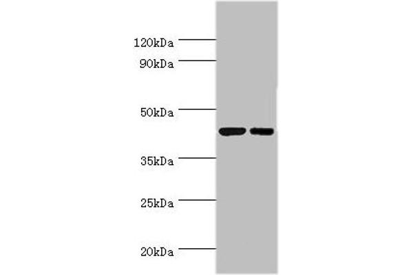 CREB3 antibody  (AA 1-230)