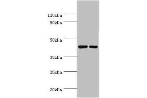 Western blot All lanes: Cyclic AMP-responsive element-binding protein 3 antibody at 6 μg/mL Lane 1: Jurkat whole cell lysate Lane 2: HepG2 whole cell lysate Secondary Goat polyclonal to rabbit IgG at 1/10000 dilution Predicted band size: 44, 42, 40 kDa Observed band size: 44 kDa (CREB3 antibody  (AA 1-230))