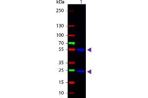 WBM - Mouse IgG (H&L) Antibody CY2 Conjugated Pre-Adsorbed Western Blot of Cy2 conjugated Goat anti-Mouse IgG Pre-adsorbed secondary antibody. (Goat anti-Mouse IgG Antibody (Cy2) - Preadsorbed)