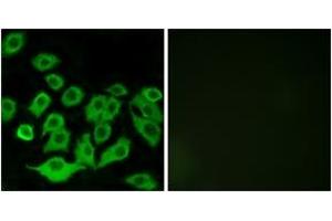 Immunofluorescence (IF) image for anti-Ribosomal Protein L36 (RPL36) (AA 51-100) antibody (ABIN2890077) (RPL36 antibody  (AA 51-100))