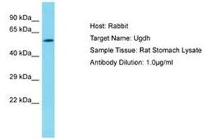 Image no. 1 for anti-UDP-Glucose 6-Dehydrogenase (UGDH) (AA 337-386) antibody (ABIN6750456) (UGDH antibody  (AA 337-386))