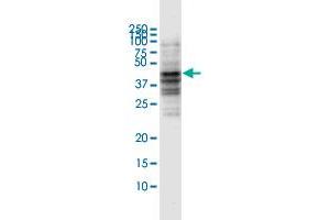 Western Blot detection against Immunogen (53. (CD80 antibody  (AA 1-288))