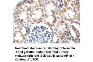 Image no. 1 for anti-Enoyl-CoA, Hydratase/3-Hydroxyacyl CoA Dehydrogenase (EHHADH) antibody (ABIN791209) (EHHADH antibody)