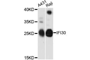 Western blot analysis of extracts of various cell lines, using IFI30 antibody (ABIN6293143) at 1:3000 dilution. (IFI30 antibody)
