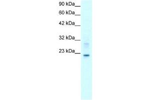 Claudin 9 antibody used at 2 ug/ml to detect target protein.