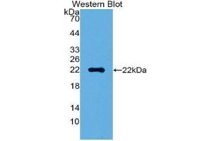 Western Blotting (WB) image for anti-High Mobility Group Box 1 (HMGB1) (AA 9-163) antibody (ABIN1859178)