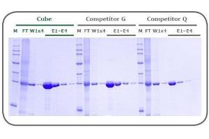 SDS-PAGE (SDS) image for Ni-NTA MagBeads (ABIN3199240)