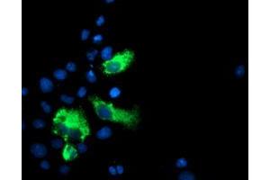 Immunofluorescence (IF) image for anti-Lectin, Galactoside-Binding, Soluble, 3 Binding Protein (LGALS3BP) (AA 19-300) antibody (ABIN1491078) (LGALS3BP antibody  (AA 19-300))