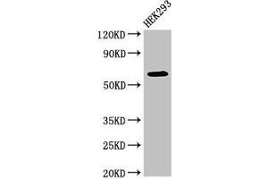 Western Blot Positive WB detected in: HEK293 whole cell lysate All lanes: DEPDC1B antibody at 4 μg/mL Secondary Goat polyclonal to rabbit IgG at 1/50000 dilution Predicted band size: 62, 55 kDa Observed band size: 62 kDa (DEPDC1B antibody  (AA 343-529))