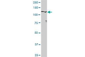 SEMA6D antibody  (AA 1-476)