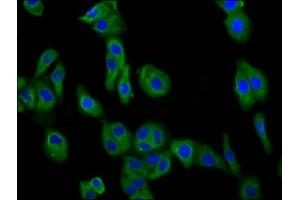 Immunofluorescence staining of HepG2 cells with ABIN7149663 at 1:66, counter-stained with DAPI. (Transmembrane 7 Superfamily Member 4 (TM7SF4) (AA 119-209) antibody)