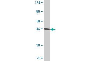 Western Blot detection against Immunogen (48. (FAM3C antibody  (AA 25-227))