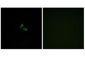 Immunofluorescence analysis of A549 cells, using EDG7 antibody.