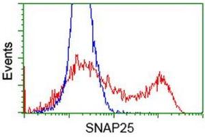HEK293T cells transfected with either RC202068 overexpress plasmid (Red) or empty vector control plasmid (Blue) were immunostained by anti-SNAP25 antibody (ABIN2454528), and then analyzed by flow cytometry. (SNAP25 antibody)