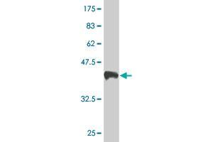 SLC30A5 antibody  (AA 1-118)