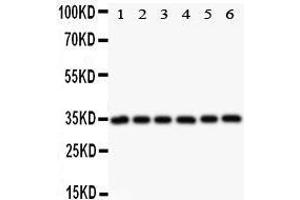 Observed bind size: 34KD (Crk antibody  (AA 2-246))