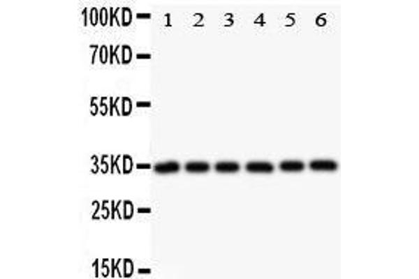 Crk antibody  (AA 2-246)