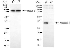 Western blotting analysis using caspase 7 antibody (ABIN7797903).
