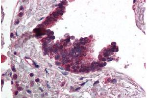 AP3D1 antibody  (AA 686-698)