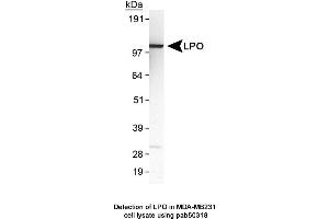 Image no. 1 for anti-Lactoperoxidase (LPO) (AA 300-400) antibody (ABIN363627) (LPO antibody  (AA 300-400))