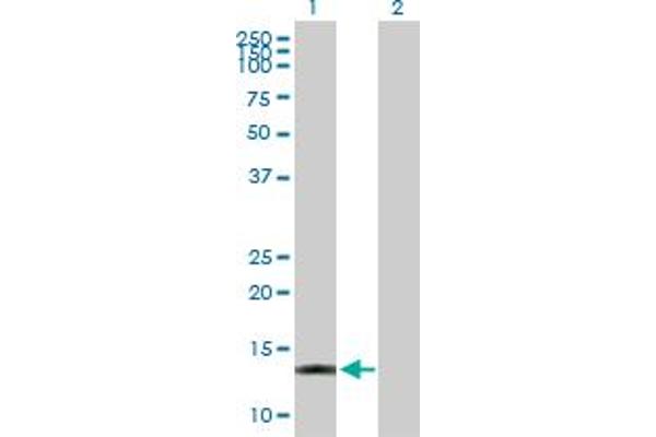 THEM2 antibody  (AA 1-140)