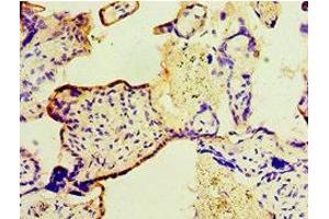 Immunohistochemistry of paraffin-embedded human placenta tissue using ABIN7166414 at dilution of 1:100 (Transglutaminase 2 antibody  (AA 438-687))