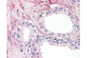 Anti-OR51E1 antibody IHC of human prostate. (OR51E1 antibody  (Internal Region))