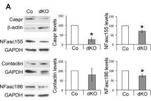 Western Blotting (WB) image for anti-Glyceraldehyde-3-Phosphate Dehydrogenase (GAPDH) antibody (ABIN2857072)