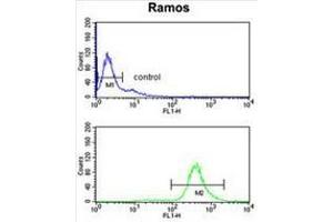 EIF2A Antibody (Center) flow cytometry analysis of Ramos cells (bottom histogram) compared to a negative control cell (top histogram). (EIF2A antibody  (Middle Region))