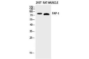 Western Blot analysis of Rat muscle, 293T using FAP Polyclonal Antibody at dilution of 1:2000. (FAP antibody)