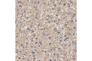 Immunohistochemistry (IHC) image for anti-Myelin Oligodendrocyte Glycoprotein (MOG) antibody (ABIN1876541) (MOG antibody)