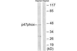 Western blot analysis of extracts from HepG2 cells, treated with TNF (20 ng/mL, 5 mins), using p47 phox (Ab-345) antibody. (NCF1 antibody  (Ser345))